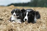 BORDER COLLIE 696